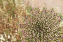 WhatsApp-Image-2025-05-01-at-2.47.31-PM