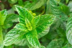 WhatsApp-Image-2025-05-01-at-2.47.32-PM-2