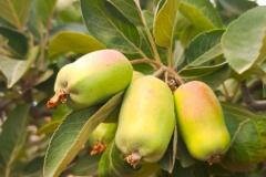 WhatsApp-Image-2025-05-01-at-2.47.32-PM