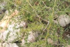 WhatsApp-Image-2025-05-01-at-2.47.33-PM-2