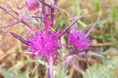 WhatsApp-Image-2025-05-01-at-2.47.34-PM-2