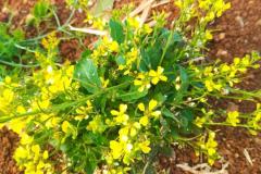 WhatsApp-Image-2025-05-01-at-2.47.34-PM-3