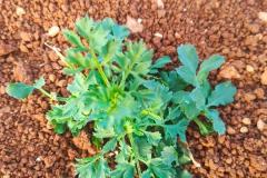 WhatsApp-Image-2025-05-01-at-2.47.35-PM-1