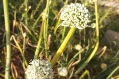 WhatsApp-Image-2025-05-01-at-2.47.35-PM-2