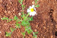 WhatsApp-Image-2025-05-01-at-2.47.35-PM