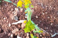 WhatsApp-Image-2025-05-01-at-2.47.36-PM-1