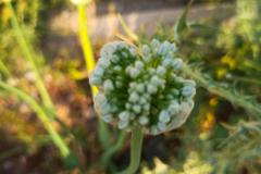 WhatsApp-Image-2025-05-01-at-2.47.36-PM-2