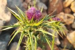 WhatsApp-Image-2025-05-01-at-2.47.36-PM