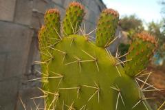 WhatsApp-Image-2025-05-01-at-2.47.44-PM-1