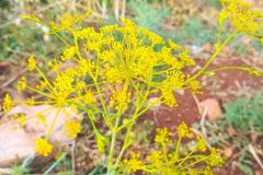 WhatsApp-Image-2025-05-01-at-2.47.44-PM