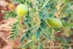 WhatsApp-Image-2025-05-01-at-2.47.45-PM