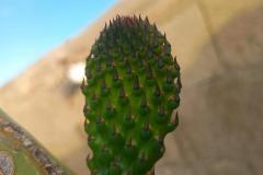 WhatsApp-Image-2025-05-01-at-2.47.46-PM