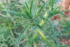 WhatsApp-Image-2025-05-01-at-2.47.47-PM