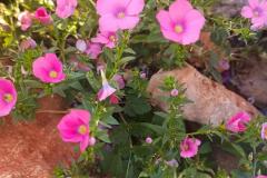 WhatsApp-Image-2025-05-01-at-2.47.52-PM-3