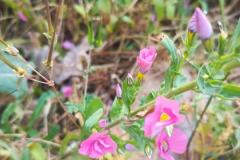 WhatsApp-Image-2025-05-01-at-2.47.53-PM-1