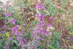 WhatsApp-Image-2025-05-01-at-2.47.53-PM-2