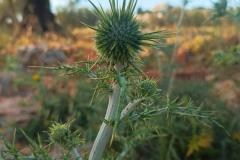 WhatsApp-Image-2025-05-01-at-2.47.53-PM-3