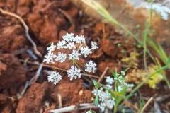 WhatsApp-Image-2025-05-01-at-2.47.54-PM-1