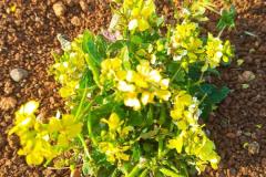 WhatsApp-Image-2025-05-01-at-2.47.54-PM-3