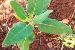 WhatsApp-Image-2025-05-01-at-2.47.54-PM-4