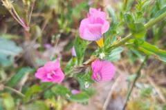 WhatsApp-Image-2025-05-01-at-2.47.54-PM