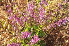 WhatsApp-Image-2025-05-01-at-2.47.55-PM-2