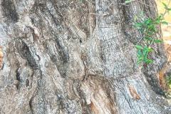 WhatsApp-Image-2025-05-01-at-2.47.55-PM