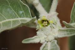 Withania-somnifera-L.-Dunal