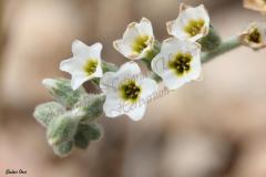 jerico-and-tulkarem-002