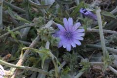 jerico-and-tulkarem-060_1