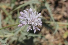 jerico-and-tulkarem-372-2