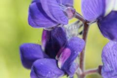 lupinus-pilosus-L