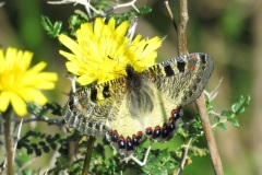 أبولو-كاذبFalse-Apollo