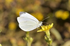 أبو-دقيق-الملفوف-Cabbage-White