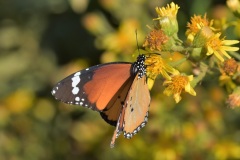أبو-دقيق-النمر-ملكة-أفريقيا-Plain-Tiger-African-Queen