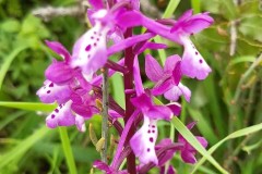 أوركيد-الاناضول