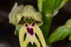 أوركيد-الجليل