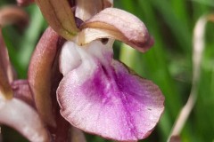 أوركيد-الروابي