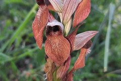 أوركيد-الشفة