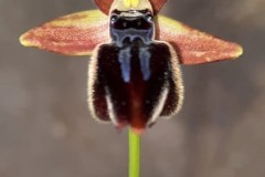 أوركيد-العنكبوت