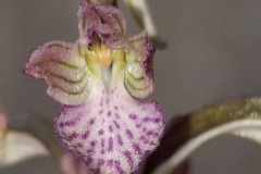 أوركيد-الفراشة