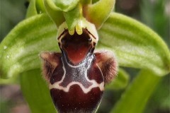 أوركيد-الكرمل-2