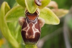 أوركيد-الكرمل