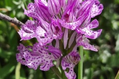 أوركيد-المنشار