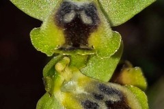 أوركيد-النحلة-الصفراء