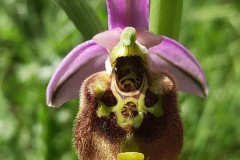 أوركيد-النحلة-الكبيرة