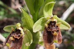 أوركيد-النحلة