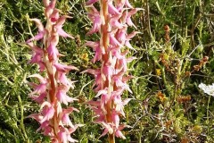 أوركيد-مقدس