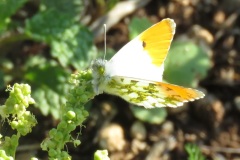 البرتقاليةOrange-Tip