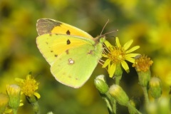 البكورية-الطبية-Clouded-Yellow
